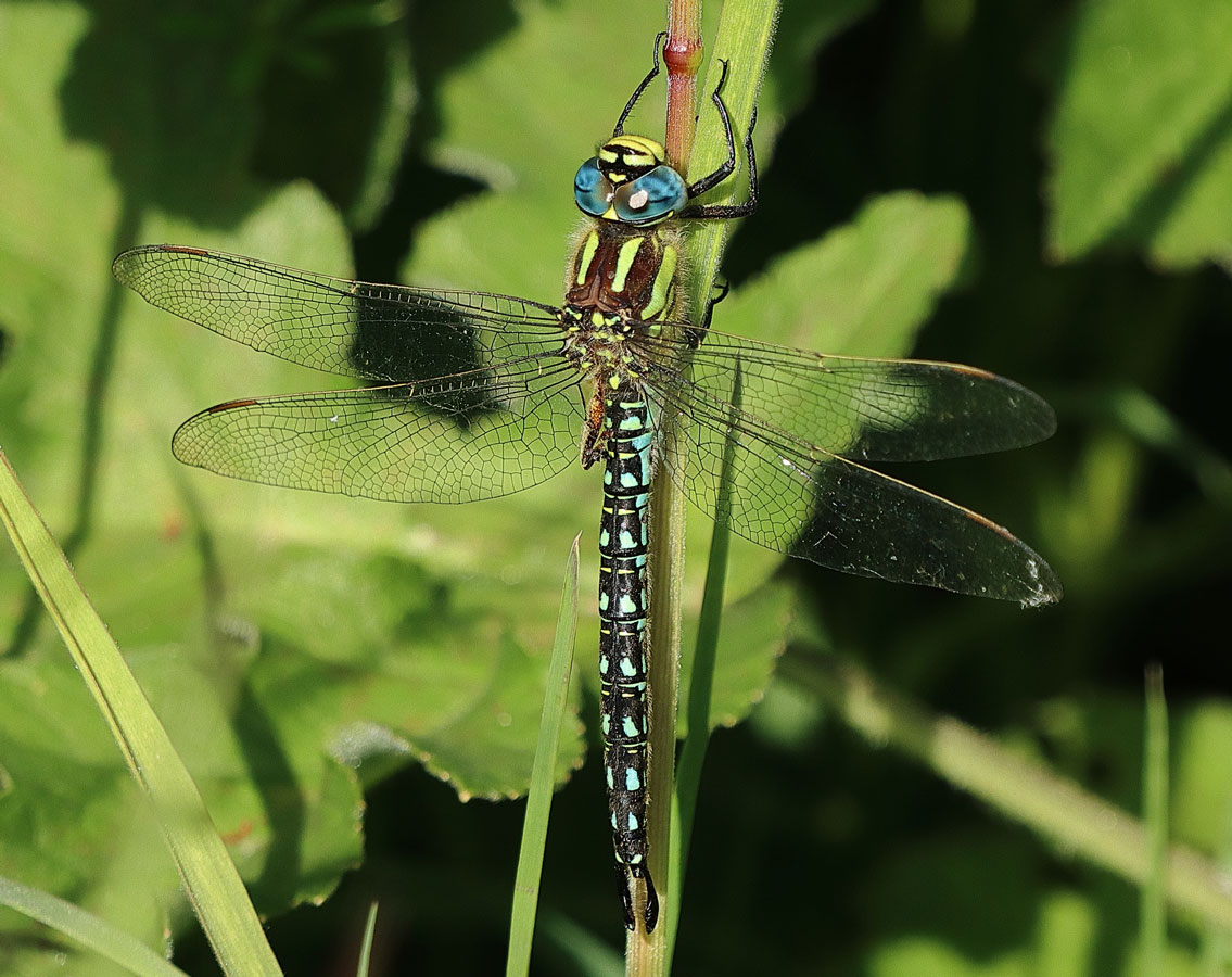 Brachytron_pratense